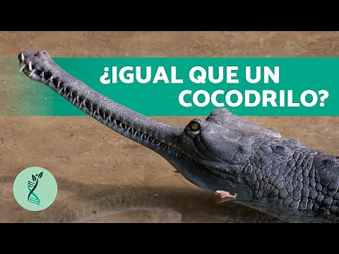 ¿Qué ES un GAVIAL? 🐊 (Características, Hábitat y Alimentación del Gavial)