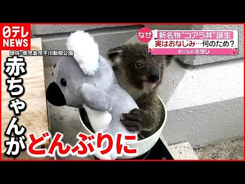 【成長】"コアラ丼"で体重測定 ぬいぐるみと一緒に