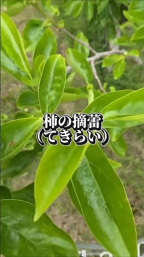 柿の摘蕾（てきらい） #農家 #農業#摘蕾#柿#農作業