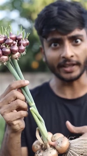 🧅This onion spreads on its own in the field!😲| The wonder of Walking Onion🌿🧅#fyp#treeonion#farmin...
