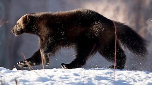 Wolverines can be taught to sniff out avalanche survivors, trainer says