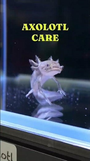 Axolotl Care Guide!