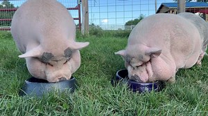 298K views · 9.6K reactions | Dinner for two ❤️ the love birds are doing amazing. Rosie and Paulie Walnuts and getting closer everyday it’s incredibly sweet . Peace, Love & Pigs | Arthur's Acres Animal Sanctuary | Facebook