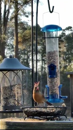 Mohawk + Attitude = PUNKY✨