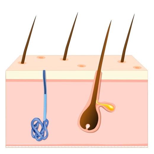 3.7K views · 59 reactions | Homeostasis Explained: How Your Body...