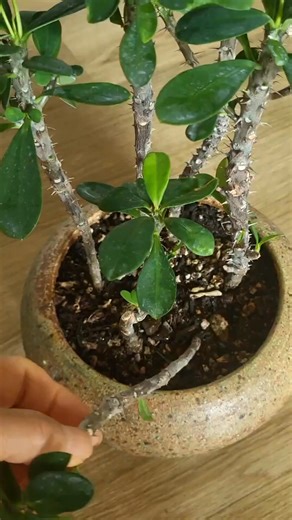 27K views · 260 reactions | How to save a flower cactus that's dying in roots. #homedecor #fblifestyle | Pizo Rutru | Facebook