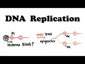 DNA Replication - Introduction - Is DNA polymerase slow?