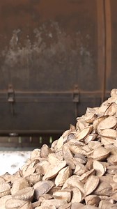 535K views · 6.4K reactions | How brazil nuts are harvested #shorts #brazilnuts #sustainability #amazonrainforest #deforestation | Business Insider Africa | Facebook