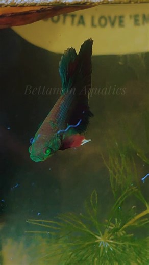 BTM-Rare | Green Hulk-HF ( Green Eyes ) 🟢 x Ninja Samurai-HF 🔴 ( Scaled ) | BTM-Collections ✨#fyp