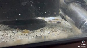 Introducing the charming Bumblebee Goby, a tiny yet vibrant addition to your aquarium. Known for its striking black and yellow stripes, this little fish adds a pop of color and personality to any tank. Ideal for brackish or freshwater setups, the Bumblebee Goby thrives in well-maintained aquascapes with plenty of hiding spots. Bring some buzz to your tank with this delightful species! | Pet Zone Tropical Fish, San Diego, California