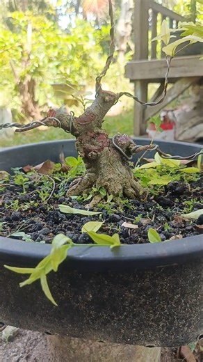 Creating basic movements on a mame bonsai #shorts #shortsfeed #shortvideo