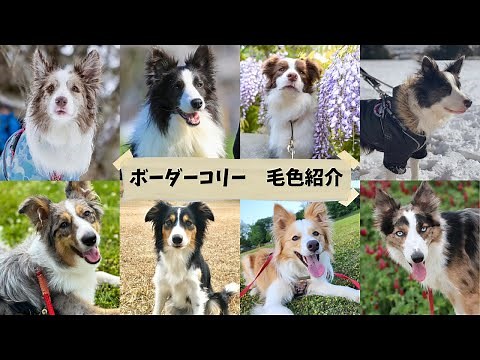 【ボーダーコリー毛色図鑑】公認の毛色が35種類もあるボーダーコリー！総勢78頭のボーダーによる毛色紹介