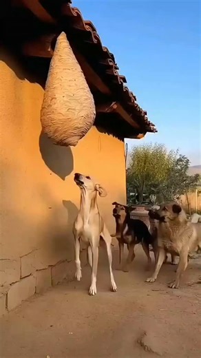 WildAnimalStory on Instagram: "In Japan, researchers are using smart walkways to turn everyday activities into clean energy 4. These roads are embedded with special piezoelectric material that can collect kinetic energy from pedestrians' footsteps. When people walk, run or jump, the road surface is slightly deformed, creating mechanical pressure. Piezoelectric crystals convert this pressure into electrical energy. This energy can be used to illuminate street lights, power public displays, and ev