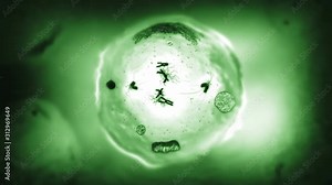 Stages of mitosis. Loopable. Biology background. Green. Human and animal cells reproduce by duplicating their contents and dividing into two new cells called daughter cells.