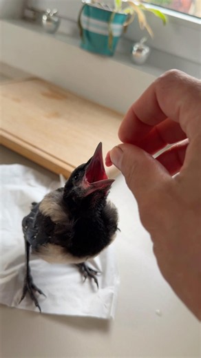 Kleine Elster frisst endlich
