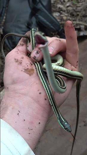 Ribbon Snakes Galore!