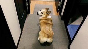 Need a laugh today? Watch this twerking dog! | azcentral