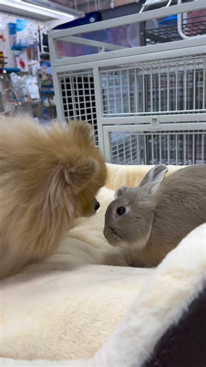 34K views · 633 reactions | Rabbit and pom | Pomeranian lover the world | Facebook