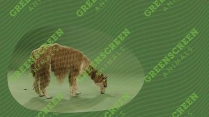 Alpaca turning around. Download the footage: https://buff.ly/2q6mS4Q #Alpaca #Green #Screen #Footage #GSA #GreenScreenAnimals #Movie #TV #VFX #Advertising #Video #HD #2K #4K #6K #8K | GreenScreen Animals | Facebook