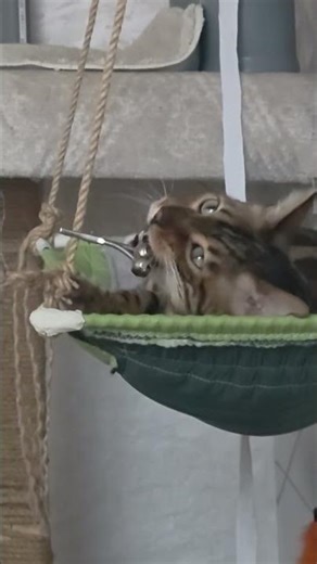 Rattle toy❤️ #detroit #bengalcat