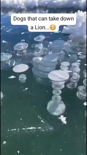 Dogs That Can Take Down a Lion: Amazing Facts Revealed