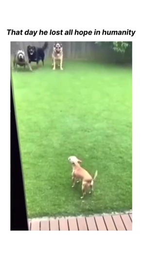 Chiuyaya #funny#rip #fyp #viral #viral