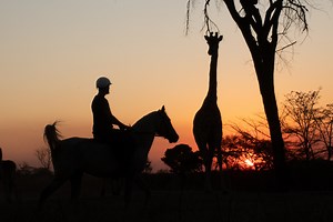 Safari Stables Project