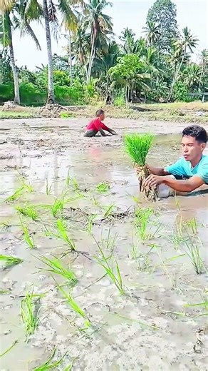 #Rice planting#非洲农村 #Rice cultivation technology#Transplanting rice seedlings