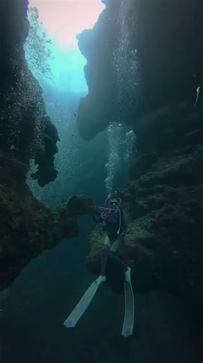 Blue Whale diving video in Palau 🐋🌊🤿 #oceanwatch #palaupledge