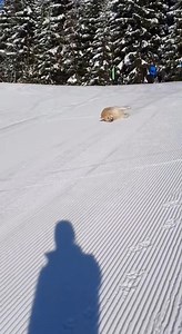 Dogs in the snow to make you smile today 🥰 #dog #dogs #snow #funnydog #happydog | Respect Life