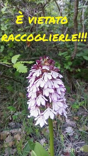 Picking wild orchids is prohibited throughout Italy! Thank you!