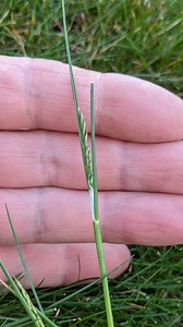 Is this actually a type of grass?