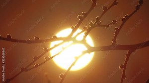 Autumn dry tree branch at sunset silhouette sunlight landscape. Autumn tree elm very shallow focus lifestyle . sun morning and tree branch the landscape dawn concept macro Stock Video