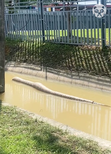315K views · 277 reactions | Giant python floats on flooded road | Science, Tech and Universe | Facebook