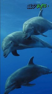 How Dolphins Coordinate With Mind-Blowing Precision! 🐬✨