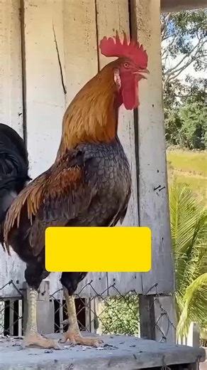 Rooster Calling Name on TikTok