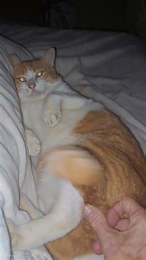 Sleepy cat Sammy gets belly rub, paw massage in Good morning time - Cat massage - cat care tips #catlove #cats #cat #catsofinstagram #catlife #catlover #catstagram #catlovers #catoftheday #of #instacat #meow #kitten #instagram #kitty #catloversclub #kittens #catphoto #cutecat #cute #love #cutecats #pets #kittensofinstagram #pet #kittycat #petsofinstagram #catsagram #gato #world | The CAT Diaries