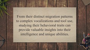 Behavioral traits and learning in birds