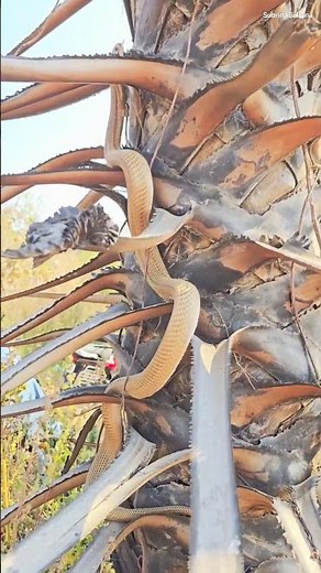 👉 Cobra Climbing a Tree | Stunning Wildlife Moment #snakevideo #naturelovers #wildlifeentertainment