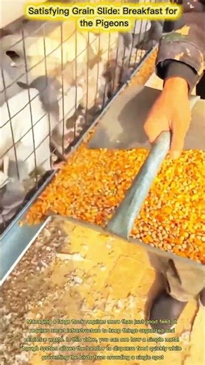 Satisfying Grain Slide: Breakfast for the Pigeons