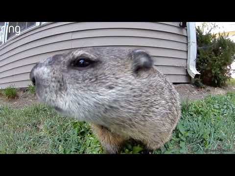 Video Varmints Daily Vlog: September 15th, 2025