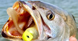 Check out the top 3 lures YOU need to catch an early fall inshore slam!!! For more awesome saltwater fishing tips go to https://www.saltstrong.com/fishing-tips/ | Salt Strong