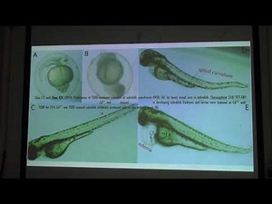 Zebrafish 1D Toxicology and Environmental Studies
