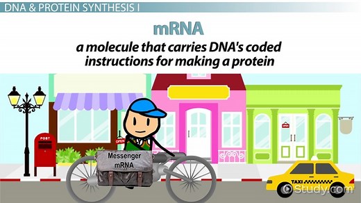 DNA | Role, Purpose & Production of Proteins
