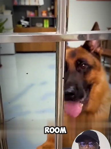 This Dog Is Smarter Than You Think #dog #smarter #dogsoftiktok #animals #dogs