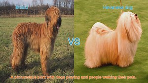 Briard vs. Havanese: A Comparison of Two Distinct Dog Breeds