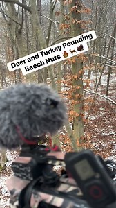 108 reactions · 5 comments | Late Season Food Source for Deer and Turkey Are BEECH NUTS 歷旅 #hunting #deer #deerseason #whitetail #december #lateseason #turkey | Chris Ashley | Facebook
