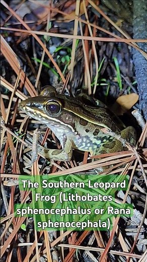 The Southern Leopard Frog (Lithobates sphenocephalus) #nature #florida #frogcore