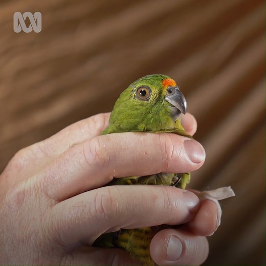 238K views · 1.4K reactions | This beautiful little bird is the western ground parrot. There are only 140 left in the wild.  But there's a team of researchers, conservationists and volunteers determined to save the species. We went along to rural WA to watch them in action. Watch the story this Sunday on ABC TV + iview. | ABC Landline | Facebook