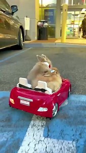 Running out of #FieldForest food is the worst! You must go get @fieldandforestpet hay, food, and mini hay bales for yourself. If you want the best, try Field Forest products by #Kaytee. Healthy for them. Happy for you. #PetsBestLife #PetsOfInstagram | Miffy&Mikka